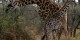 Tanzanie - 2010-09 - 260 - Serengeti - Girafes